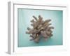 Coral on Teal-Jairo Rodriguez-Framed Photographic Print