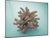 Coral on Teal-Jairo Rodriguez-Mounted Photographic Print