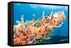 Coral Outcropping-pipehorse-Framed Stretched Canvas