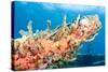 Coral Outcropping-pipehorse-Stretched Canvas