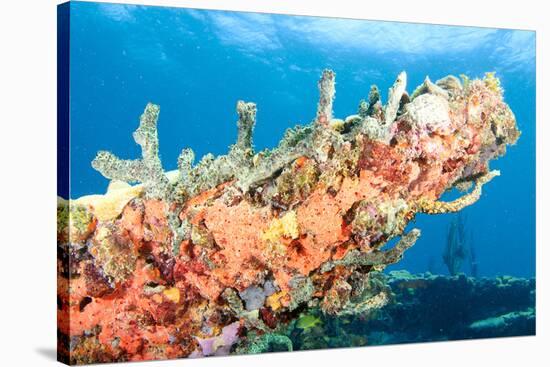 Coral Outcropping-pipehorse-Stretched Canvas