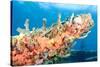 Coral Outcropping-pipehorse-Stretched Canvas