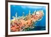 Coral Outcropping-pipehorse-Framed Photographic Print