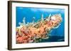 Coral Outcropping-pipehorse-Framed Photographic Print