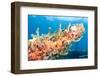 Coral Outcropping-pipehorse-Framed Photographic Print