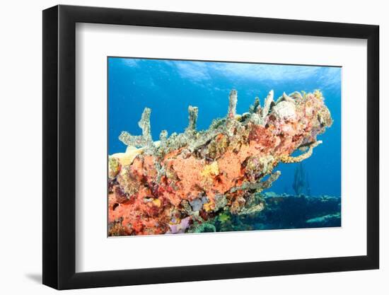 Coral Outcropping-pipehorse-Framed Photographic Print