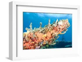 Coral Outcropping-pipehorse-Framed Photographic Print