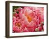 Coral Peonies II-Rachel Perry-Framed Photographic Print