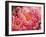 Coral Peonies II-Rachel Perry-Framed Photographic Print