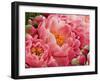 Coral Peonies II-Rachel Perry-Framed Photographic Print