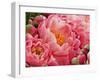 Coral Peonies II-Rachel Perry-Framed Photographic Print