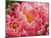 Coral Peonies II-Rachel Perry-Mounted Photographic Print