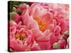 Coral Peonies II-Rachel Perry-Stretched Canvas