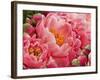 Coral Peonies II-Rachel Perry-Framed Photographic Print