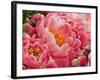 Coral Peonies II-Rachel Perry-Framed Photographic Print