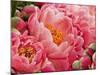 Coral Peonies II-Rachel Perry-Mounted Photographic Print