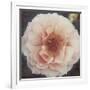 Coral Petals-Collezione Botanica-Framed Giclee Print