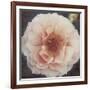 Coral Petals-Collezione Botanica-Framed Giclee Print