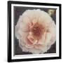 Coral Petals-Collezione Botanica-Framed Giclee Print