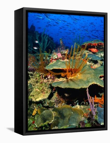Coral Plates, La Sorciere, Soufriere Bay, Soufriere, Dominica-Michael Lawrence-Framed Stretched Canvas