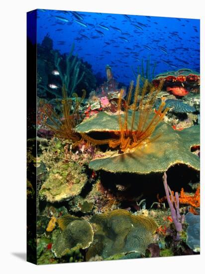 Coral Plates, La Sorciere, Soufriere Bay, Soufriere, Dominica-Michael Lawrence-Stretched Canvas