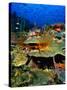 Coral Plates, La Sorciere, Soufriere Bay, Soufriere, Dominica-Michael Lawrence-Stretched Canvas