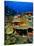 Coral Plates, La Sorciere, Soufriere Bay, Soufriere, Dominica-Michael Lawrence-Stretched Canvas