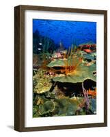 Coral Plates, La Sorciere, Soufriere Bay, Soufriere, Dominica-Michael Lawrence-Framed Photographic Print