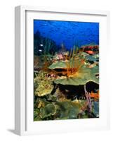 Coral Plates, La Sorciere, Soufriere Bay, Soufriere, Dominica-Michael Lawrence-Framed Photographic Print