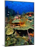 Coral Plates, La Sorciere, Soufriere Bay, Soufriere, Dominica-Michael Lawrence-Mounted Photographic Print