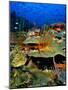 Coral Plates, La Sorciere, Soufriere Bay, Soufriere, Dominica-Michael Lawrence-Mounted Photographic Print