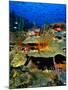 Coral Plates, La Sorciere, Soufriere Bay, Soufriere, Dominica-Michael Lawrence-Mounted Photographic Print