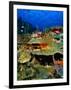 Coral Plates, La Sorciere, Soufriere Bay, Soufriere, Dominica-Michael Lawrence-Framed Photographic Print