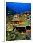 Coral Plates, La Sorciere, Soufriere Bay, Soufriere, Dominica-Michael Lawrence-Framed Photographic Print