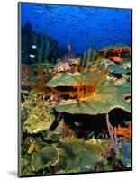 Coral Plates, La Sorciere, Soufriere Bay, Soufriere, Dominica-Michael Lawrence-Mounted Photographic Print