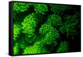 Coral Polyps Fluorescing Green-Louise Murray-Framed Stretched Canvas