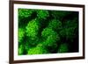 Coral Polyps Fluorescing Green-Louise Murray-Framed Photographic Print