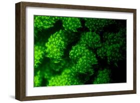 Coral Polyps Fluorescing Green-Louise Murray-Framed Photographic Print