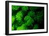 Coral Polyps Fluorescing Green-Louise Murray-Framed Photographic Print