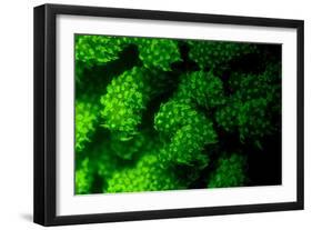 Coral Polyps Fluorescing Green-Louise Murray-Framed Photographic Print