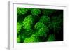 Coral Polyps Fluorescing Green-Louise Murray-Framed Photographic Print