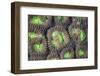 Coral Polyps Grow on a Reef in Indonesia-Stocktrek Images-Framed Photographic Print