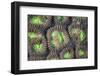 Coral Polyps Grow on a Reef in Indonesia-Stocktrek Images-Framed Photographic Print