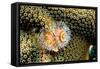 Coral Polyps on Caribbean Reef, Bonaire-Paul Souders-Framed Stretched Canvas