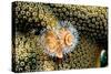 Coral Polyps on Caribbean Reef, Bonaire-Paul Souders-Stretched Canvas