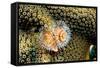 Coral Polyps on Caribbean Reef, Bonaire-Paul Souders-Framed Stretched Canvas