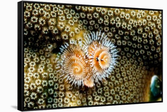 Coral Polyps on Caribbean Reef, Bonaire-Paul Souders-Framed Stretched Canvas