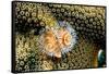 Coral Polyps on Caribbean Reef, Bonaire-Paul Souders-Framed Stretched Canvas