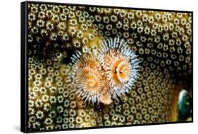 Coral Polyps on Caribbean Reef, Bonaire-Paul Souders-Framed Stretched Canvas