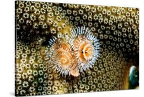 Coral Polyps on Caribbean Reef, Bonaire-Paul Souders-Stretched Canvas